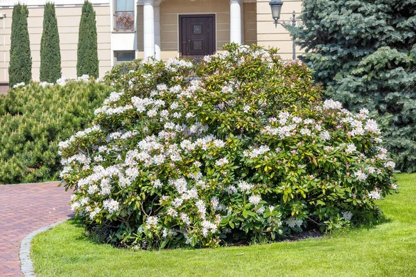 Diseño Paisajístico Jardín Primavera Con Arbusto Blanco Azalea Flor Sobre — Foto de Stock