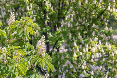 Güneşli bir günde yeşil yapraklı, çiçek açan kestane ağacı. Seçici odaklanma. Boşluğu kopyala.