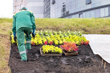 Bir bahçıvan renkli bitkiler ekerek çimenli bir yamaçta renkli bir çiçek görüntüsü yaratır. Uzayı kopyala 05.16.2023. Kyiv.Ukrayna.