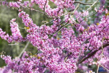 Genel olarak Judas ağacı olarak bilinen Cercis silikstrum, küçük koyu pembe çiçekli dallar, bulanık bir şekilde parkın yeşil yapraklarına karşı. Boşluğu kopyala.