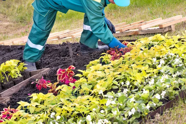 Giardiniere Tuta Verde Sta Piantando Variegate Piante Esterno Colorate Nel — Foto Stock