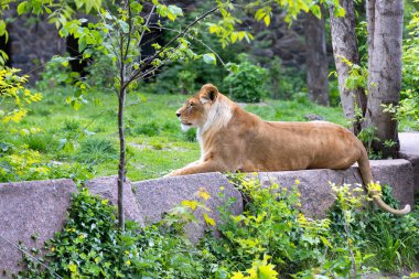 Dişi aslan taş bir kayanın üzerinde yatıyor ve yeşil yaprakların ve çimenlerin arka planına bakıyor..