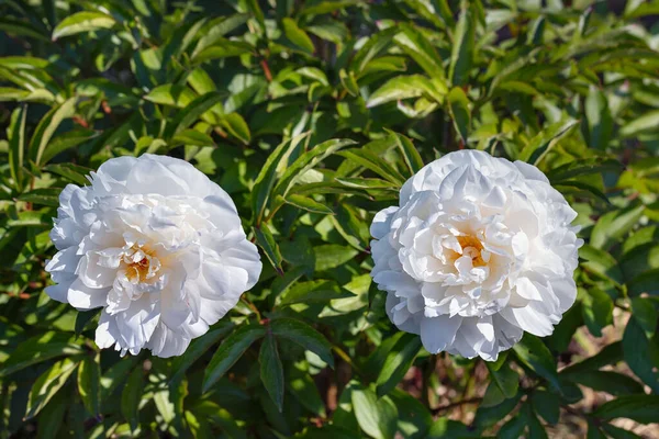 Two Large Blooming White Peonies Bright Sunlight Blur Green Foliage — Stock Photo, Image