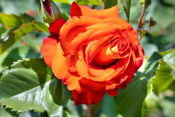 Piękne Szkarłatne Różane Pąki Zbliżenie Słońcu Tle Zielonych Liści Rozmyciu — Zdjęcie stockowe