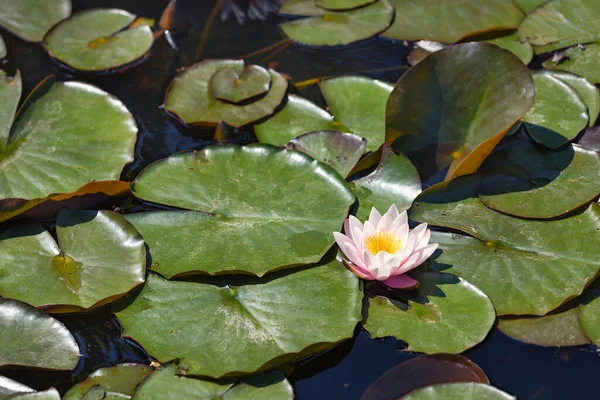 stock image Beautiful boutonne pink water lily in the sunlight against the background of large green leaves on the surface of the pond.