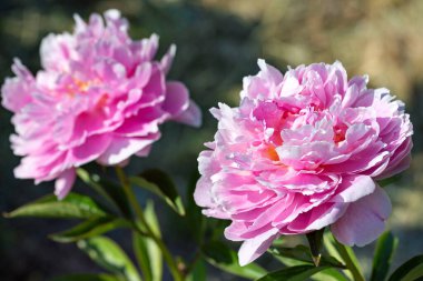Bulanık yeşil yapraklar ve derin gölgelere karşı parlak güneş ışığında açan iki büyük pembe şakayık. Boşluğu kopyala.