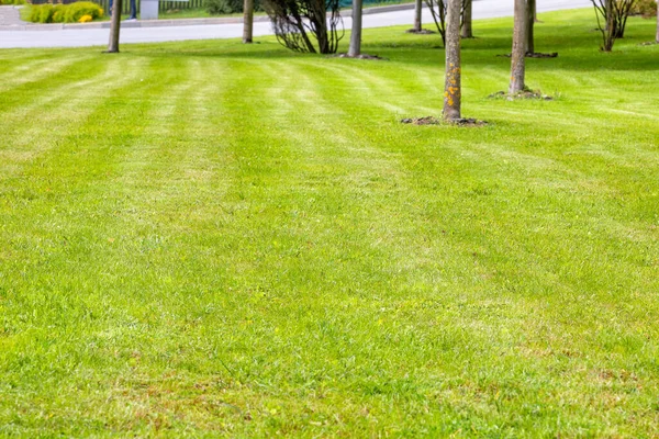 Trimmed Green Lawn Growing Trees City Park Spring Green Beautiful — Stock Photo, Image