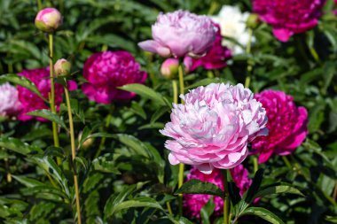 Pembe şakayığın kadife yaprakları doğan güneşin sıcak ışınlarıyla buluşur..