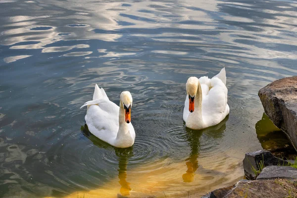Par Belos Cisnes Brancos Superfície Água Lago Perto Uma Pedra — Fotografia de Stock