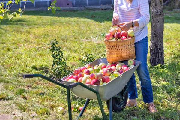 숙녀는 정원에서 자신의 마당에서 성숙한 수분이 사과를 그들과 바구니를 채우는 — 스톡 사진