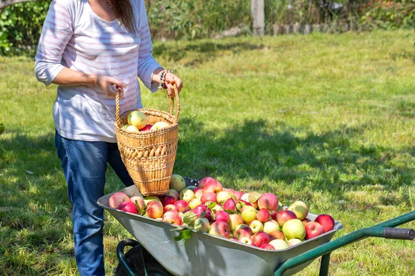 Ώριμα Μήλα Συλλέγονται Ένα Καρότσι Κήπου Μια Γυναίκα Κηπουρός Επιλέγει Royalty Free Φωτογραφίες Αρχείου
