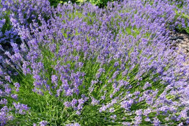 Parlak yeşil ve mor renklerle açan lavanta. Güneş ışınlarıyla aydınlatılıyor..