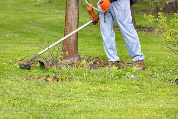 Close-up of green lawn care, in the hands of a gardener, a trimmer mower cuts the grass near a tree trunk and a young bush on a spring day. Copy space.