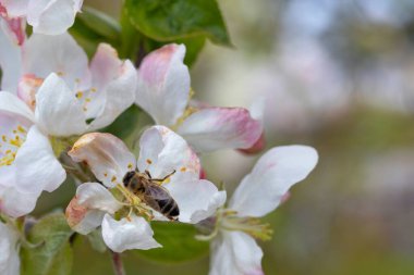 A bee collecting nectar from the flowers of a blooming apple tree. Blurred green early spring background. Copy space.