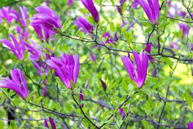 Bahar günü botanik bahçesinde çiçek açan mor çiçeklerle çiçek açan manolya ağacı.