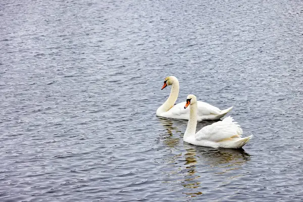 A pair of beautiful and graceful white swans calmly swims against the backdrop of water ripples on the river surface.