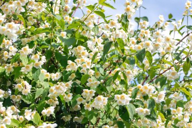 Bulanık bir gökyüzü arka planına karşı güneş ışığında çiçek açan büyük bir yasemin çalısı. Seçici odak.