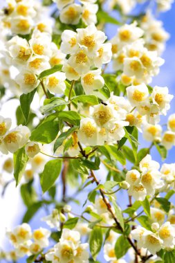 Bulanık mavi gökyüzü arka planına karşı güneş ışığında çiçek açan yasemin çalılarının dalları. Seçici odaklanma. Dikey resim.