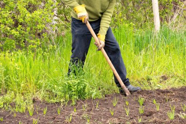 Kendini işine adamış bir bahçıvan verimli bir toprak parçasıyla ilgilenir. Toprağı çapayla dikkatlice gevşetirken yemyeşil çimenler ve filizlenen fidanlarla çevrelenir. Baharın enerjisi havayı dolduruyor..