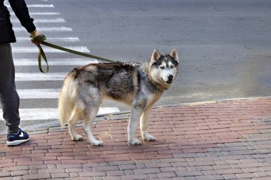 Canlı bir Sibirya Husky 'si şehrin yaya geçidinde duruyor, kalın paltosu güneşte parlıyor. Sahibi nazikçe tasmayı tutuyor..