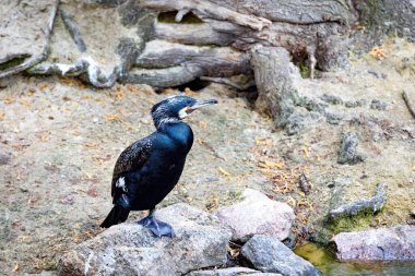 Yalnız bir karabatak, sakin bir gölün yakınındaki pürüzsüz bir kayanın üzerinde duruyor. Sabah güneşinin yumuşak parıltısında güneşleniyor. Doğa canlandıkça parlak siyah tüyleri parıldıyor..