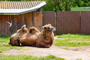 Sakin bir açık havada, bir Bactrian devesi birkaç meraklı kuşla çevrili çimlerin üzerinde huzur içinde yatar. Güneş sahnede sıcak bir parıltı yayar, sakin atmosferi güçlendirir..