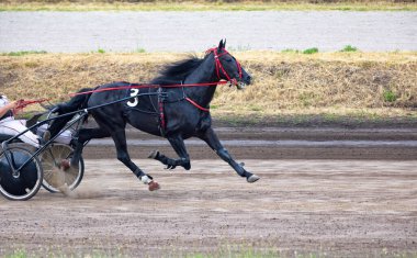 Horses thunder down the racetrack, exerting power and speed during an exciting harness race. Spectators watch intently as the athletes showcase their skills under a clear sky. clipart