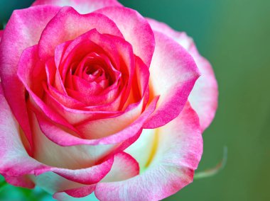 Derinlerdeki pembe güller narin yapraklarını açarak büyüleyici sarmal yapısını ortaya çıkarıyor..