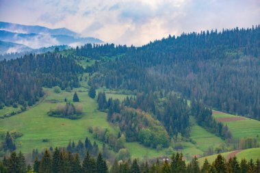 Yuvarlanan zümrüt tepeler, yumuşak bir sisle örtülmüş araziye yayılıyor. Titrek ağaçlar bulutlu gökyüzüne karşı dimdik durur ve doğanın kucakladığı sakin bir atmosfer yaratır..
