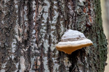 Benzersiz bir mantar antik bir ağacın kabuğuna yapışmış, kendine özgü şekli ve rengini sergiliyor..