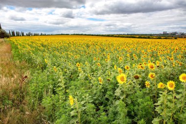 Parlak ayçiçekleri bulutlu bir gökyüzünün altında geniş tarlalarda bolluk içinde çiçek açar. Parlak sarı çiçekler yeşil yapraklara karşı çarpıcı bir kontrastlık yaratır. Huzur ve neşe hissi uyandırır..