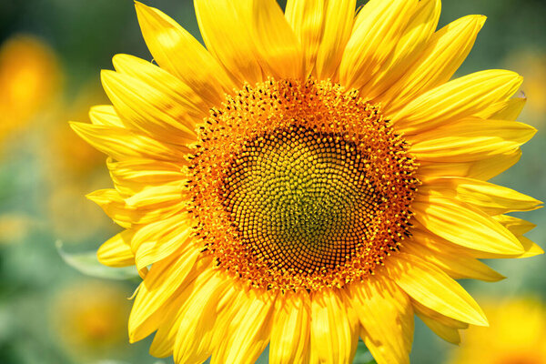 Vibrant sunflower petals unfold in radiant yellow hues, reaching towards the sun. A lush field of sunflowers stretches far into the background, with a few green leaves peeking through.
