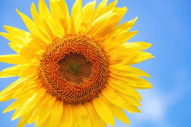 Canlı bir ayçiçeği, güneşe doğru uzanan, bulutsuz mavi gökyüzünün parlaklığıyla çevrelenmiş, mükemmel bir yaz gününün sıcaklığını anımsatan, altın yapraklarını sergiler..