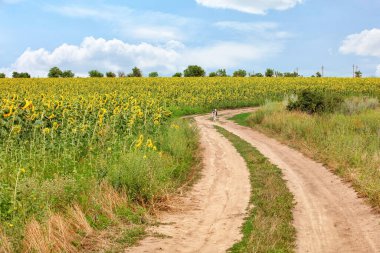 Kıvrımlı bir toprak yol, parlak mavi gökyüzünün altındaki yemyeşil ayçiçeği tarlasında esiyor. Yalnız bir köpek figürü yol boyunca yürüyor, açık bir günde kırsalın güzelliğinin tadını çıkarıyor..