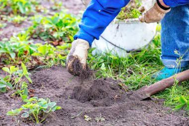 Kendini işine adamış bir bahçıvan, yemyeşil yaprakların arasına çilek yetiştirmek için zengin toprağı topluyor ve güneşli ve canlı bir bahçe ortamında bitki ekmenin sevincini gösteriyor..
