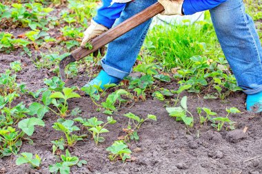 Bahçıvan genç çilek bitkileriyle ilgilenirken, eller nemli toprağa dalıyor, yumuşak bahar güneşi altında verimli bir hasat umudu besliyor. Eldivenler ve araçlar doğaya olan bağlılığını ortaya koyuyor.