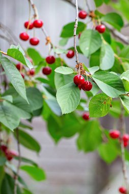 Bright red cherries dangle from slender branches surrounded by rich green foliage, capturing the essence of summer in a peaceful orchard filled with life and sweetness. Copy space. clipart