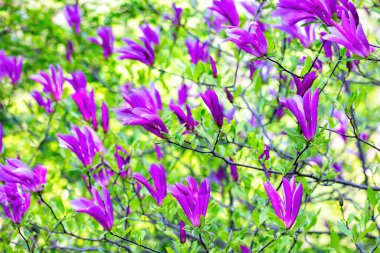 Magnolia ağaçları taze yeşil yapraklara karşı çarpıcı mor çiçek kümeleri sergileyerek renge dönüşür. Parlak güneş ışığı güzelliği arttırır, baharın özünü yakalar..