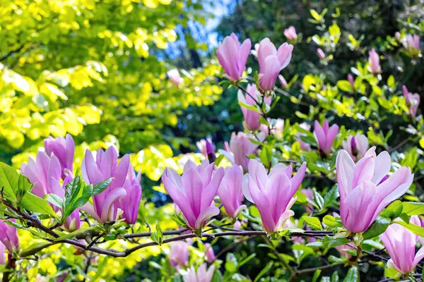 Narin pembe manolya çiçekleri, berrak mavi bir gökyüzü altında yemyeşil bir zemin üzerinde bol bol çiçek açar, sakin bir bahçede bahar güzelliğinin ve yenilenmenin özünü yakalar..
