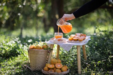 Güneş doğarken portakal bahçesinde portakal suyu.