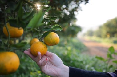 Gündoğumu arka planında Portakal Bahçesi