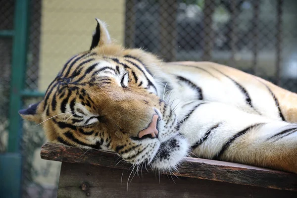Sumatran Tiger Close Stock Photo