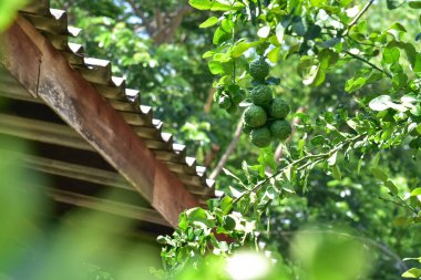 Ağaç Herb bahçesinde Bergamot meyvesi