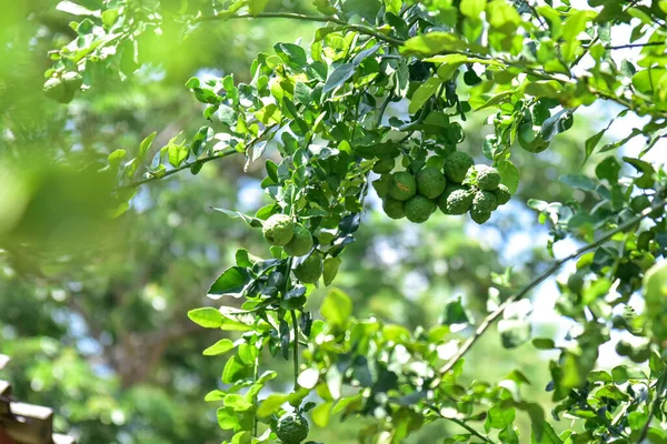 Bergamote Fruitier Sur Arbre Jardin Herbes — Photo