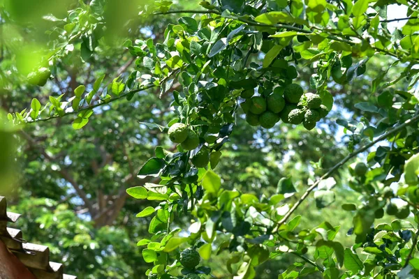 Bergamot Ovoce Stromě Bylinková Zahrada — Stock fotografie