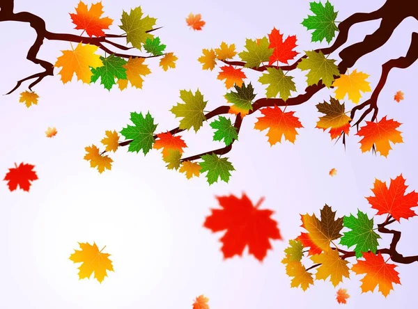 Folhas Outono Árvore Bordo Fundo Azul Céu Coleta Vetorial Árvore — Vetor de Stock