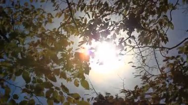 Sonbahar yapraklarının görüntüsü arka planda esen rüzgarda yavaşça dallanır.