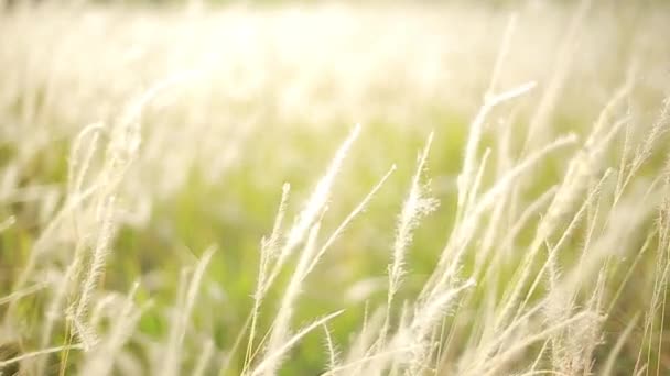 Closeup Bílá Tráva Květina Jemně Větru Pozadí — Stock video