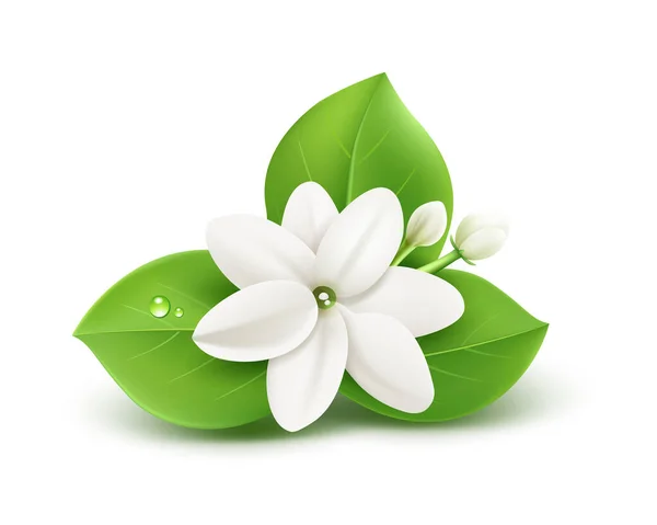 Γιασεμί Λουλούδι Και Φύλλα Ρεαλιστική Σχεδίαση Απομονώνονται Λευκό Φόντο Eps10 — Διανυσματικό Αρχείο
