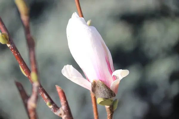 Roze Bloesem Magnolia Bloemen — Stockfoto